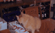 IMAG0043